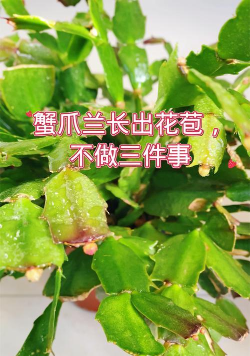 蟹爪莲掉花骨朵的原因是什么？如何防止这种情况发生？
