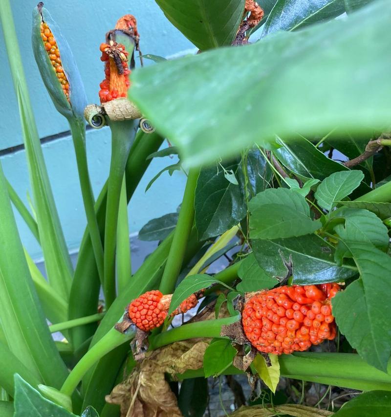 滴水观音开花预示着什么？如何促进其开花？