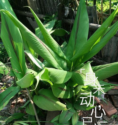 美人蕉为什么不开花？不开花的原因及解决方法是什么？