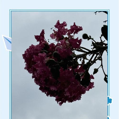 紫檀花怎么养才能开出美丽的花朵？需要特别注意什么？