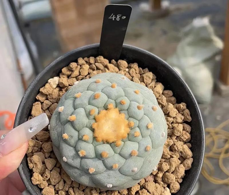 乌羽玉的食用方法是什么？食用时需要注意什么？