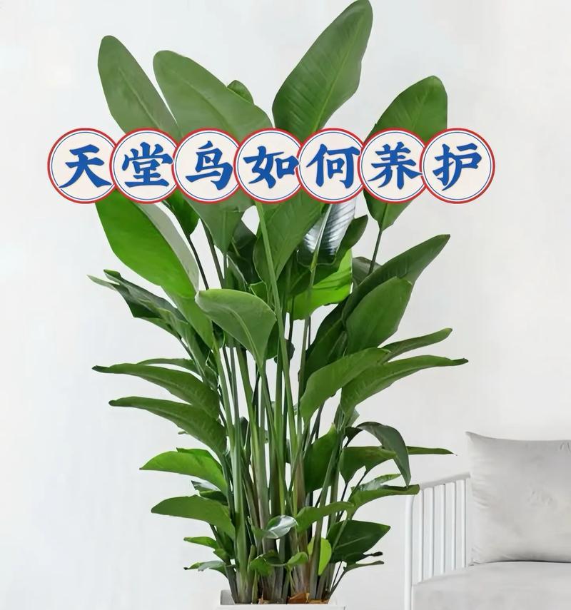 天堂鸟怎么养？天堂鸟的养殖环境和护理要点是什么？