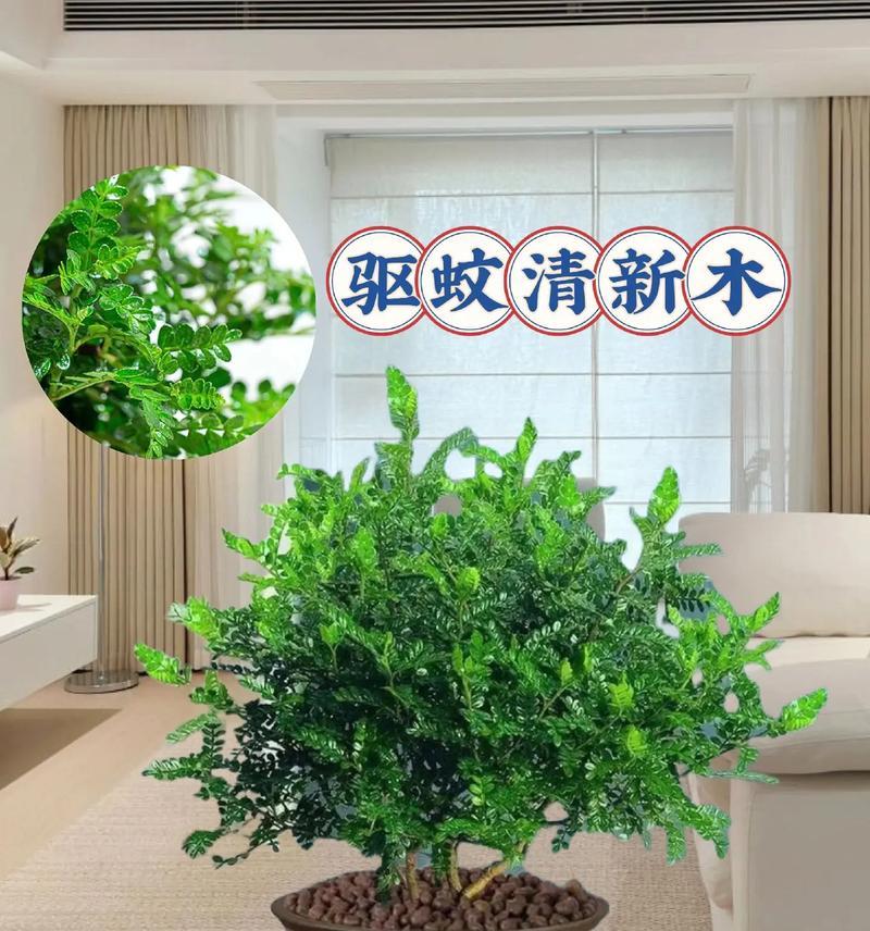 清香木的用途是什么？它对人体有哪些益处？