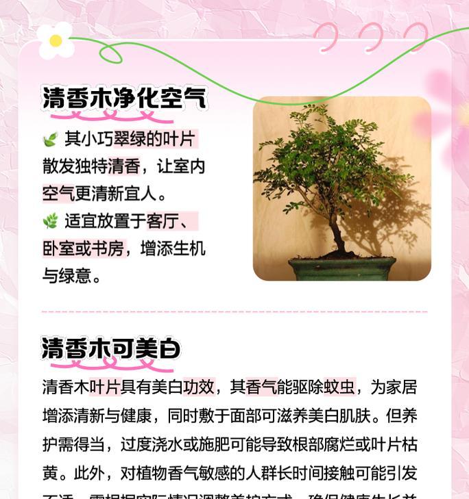 清香木的用途是什么？它对人体有哪些益处？