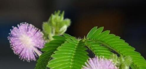 含羞草的种植技巧有哪些？如何保持其敏感性？