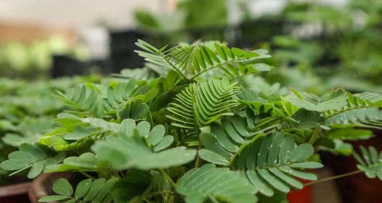 含羞草的种植技巧有哪些？如何保持其敏感性？