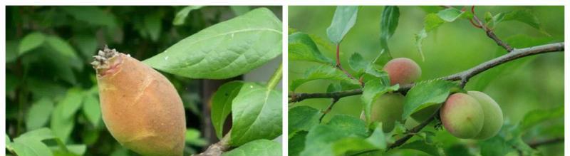 黄金梅花的养殖技巧有哪些？如何保持其花开旺盛？