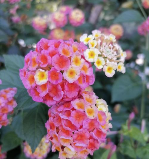 黄金梅花的养殖技巧有哪些？如何保持其花开旺盛？