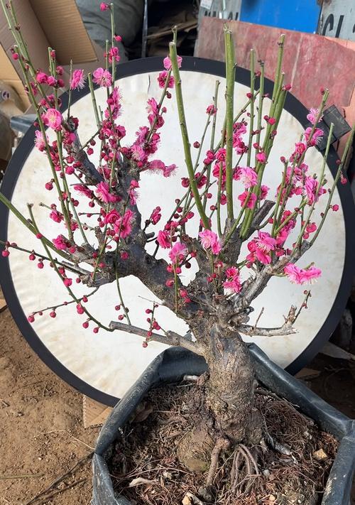 黄金梅花的养殖技巧有哪些？如何保持其花开旺盛？
