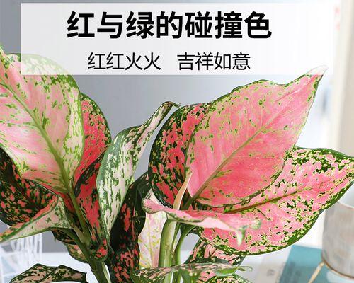 水培如意皇后花怎么养？水培如意皇后花的养殖技巧是什么？