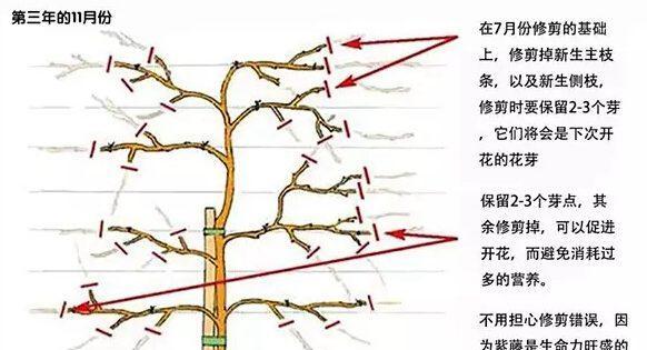 三层榕树修剪的最佳时机是什么时候？修剪后如何处理？