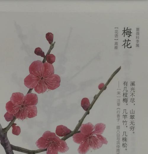 梅花生长需要什么环境条件？如何营造适宜梅花的环境？