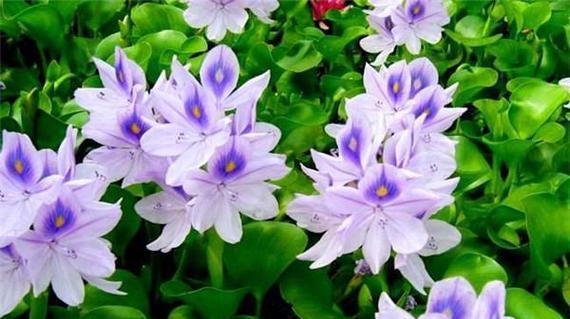 水葫芦冬季存活的秘诀是什么？
