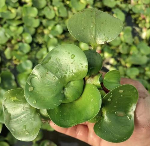 水葫芦冬季存活的秘诀是什么？