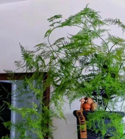 棕竹修剪的最佳时机是什么时候？怎样修剪棕竹才能促进其生长？