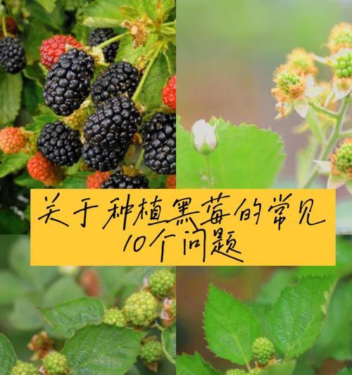 棕竹修剪的最佳时机是什么时候？怎样修剪棕竹才能促进其生长？