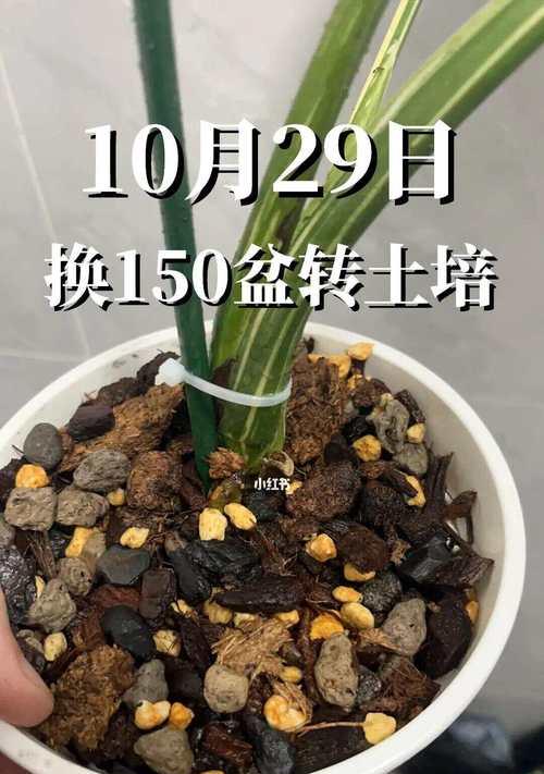 鸭掌木烂根的急救措施是什么？如何避免烂根？