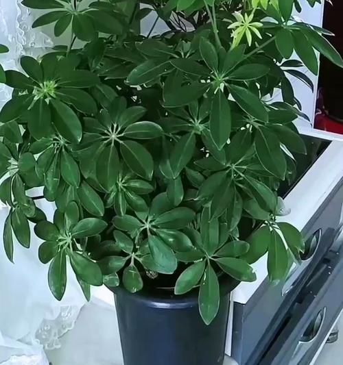 鸭掌木烂根的急救措施是什么？如何避免烂根？