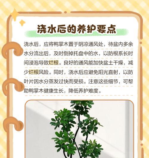 鸭掌木烂根的急救措施是什么？如何避免烂根？