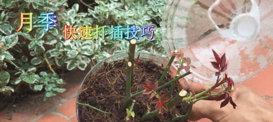 芦荟扦插的正确步骤是什么？如何提高芦荟扦插的成功率？
