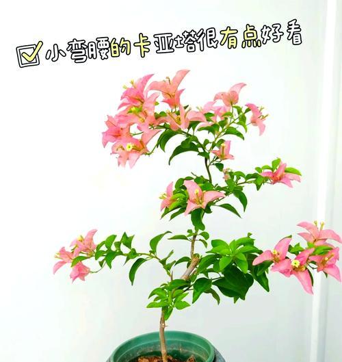 德国三角梅如何培养开花？需要哪些特别的养护？