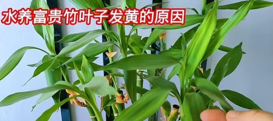 富贵竹的养殖方法有哪些？叶子发黄怎么办？