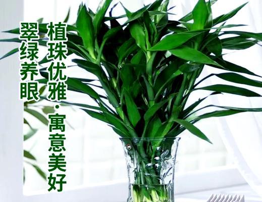 富贵竹的养殖方法有哪些？叶子发黄怎么办？