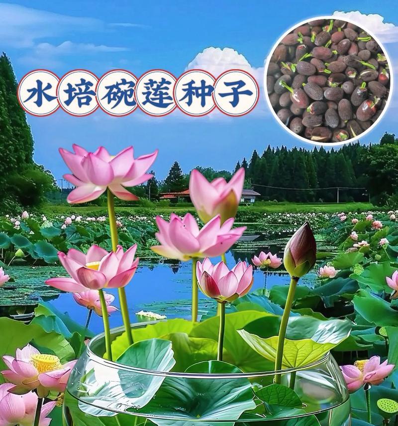 碗莲种植需要注意哪些事项？怎样才能让碗莲开出美丽的花朵？