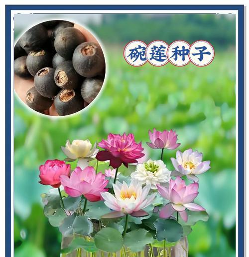 碗莲种植需要注意哪些事项？怎样才能让碗莲开出美丽的花朵？