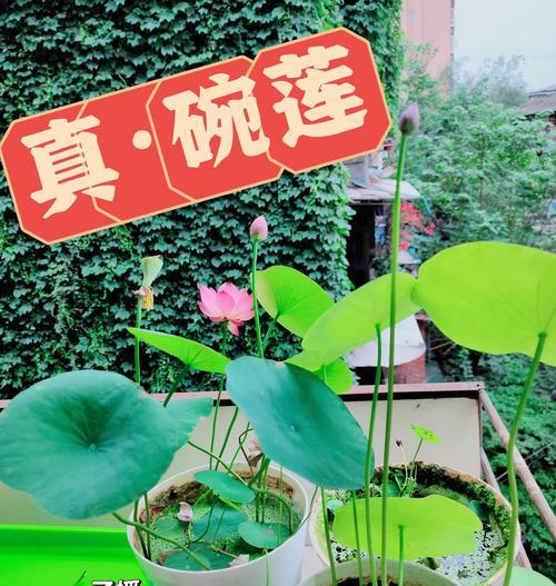 碗莲种植需要注意哪些事项？怎样才能让碗莲开出美丽的花朵？