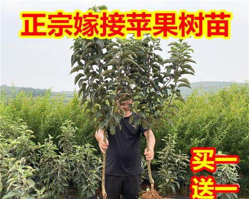 盆景苹果树上的苹果是自然生长的吗？如何促进其结果？