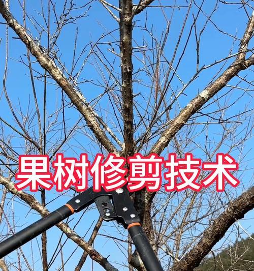 盆栽小果树修剪技巧有哪些？如何修剪促进更多果实？