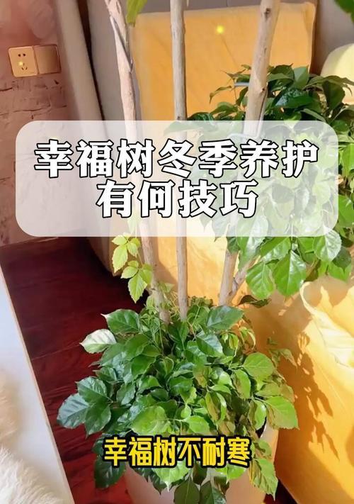 幸福树盆景怎么养？如何保持其健康生长？