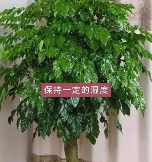 幸福树盆景怎么养？如何保持其健康生长？