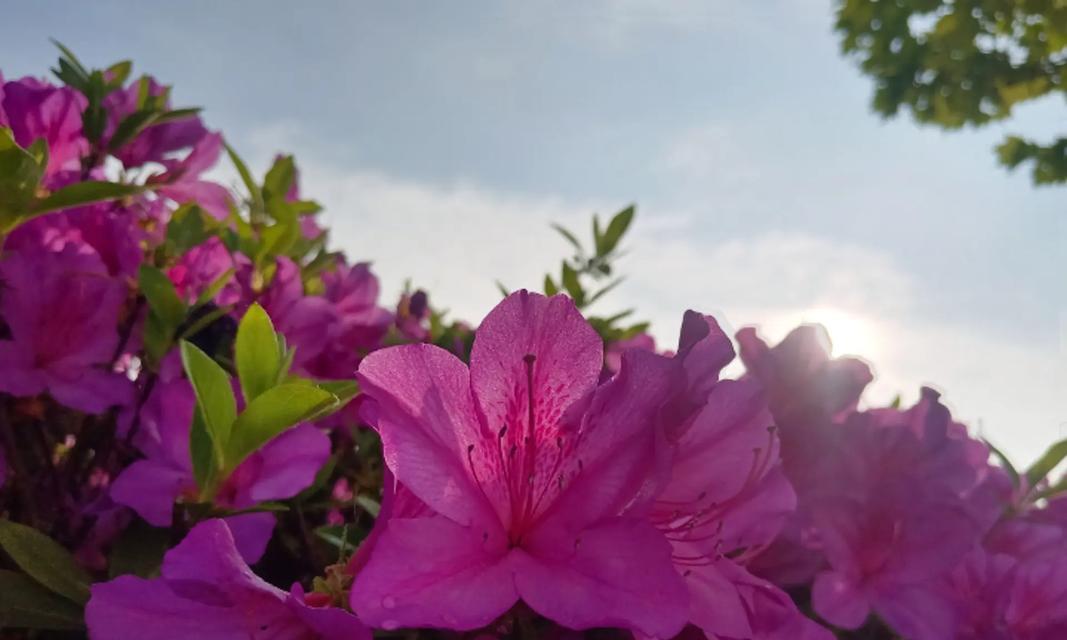 杜鹃花的养殖方法是什么？如何让杜鹃花更好地生长？