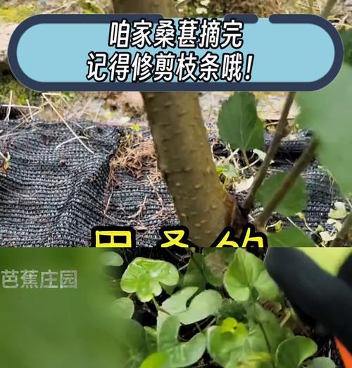 盆栽果树修剪枝条的正确方法是什么？新枝如何处理？