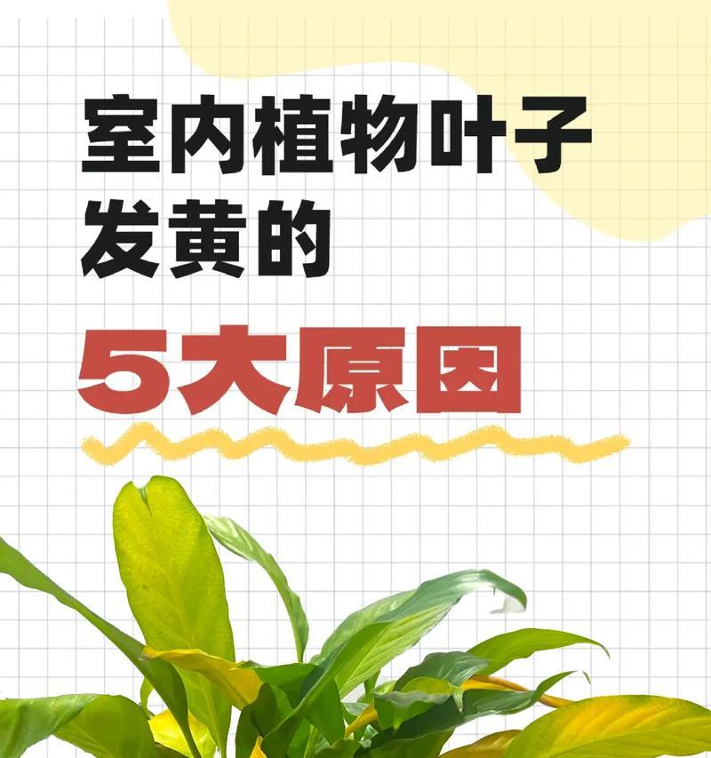 榕树盆景叶子发黄如何处理？有哪些原因和解决办法？