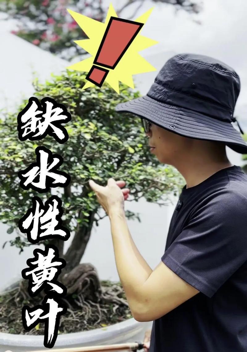 榕树盆景叶子发黄如何处理？有哪些原因和解决办法？
