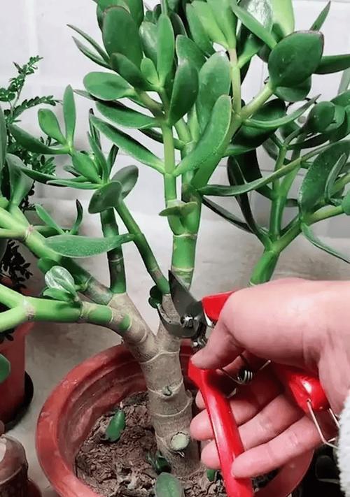 平安树修剪的最佳方法是什么？如何修剪才能更茂盛？