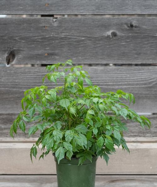 平安树修剪的最佳方法是什么？如何修剪才能更茂盛？
