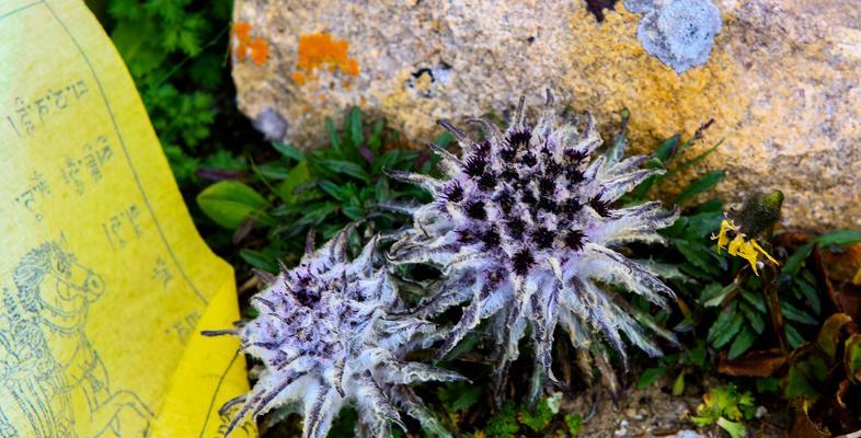 陡坡上适合种植哪些花草？如何确保其稳定生长？