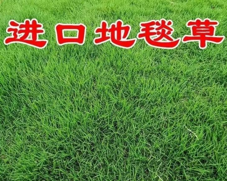 陡坡上适合种植哪些花草？如何确保其稳定生长？