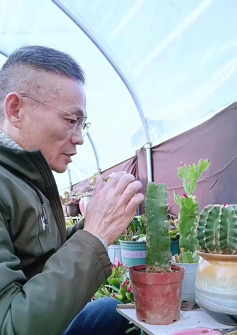 蟹爪兰的繁殖方法有哪些？哪种方法最有效？