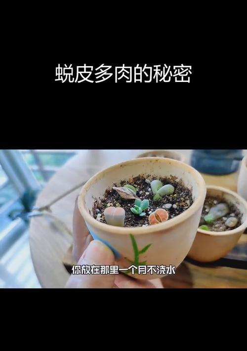 生石花长高后的处理方法是什么？