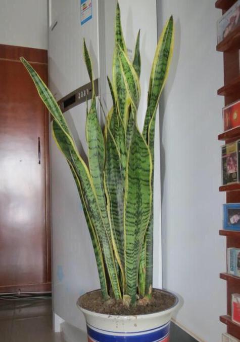 虎皮兰修剪的最佳时机是什么时候？如何修剪虎皮兰？