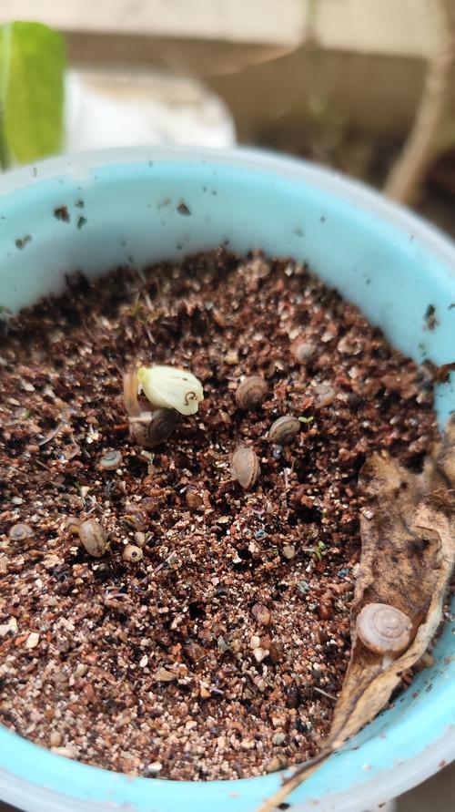 太阳花种子的最佳种植时间是什么时候？如何提高发芽率？