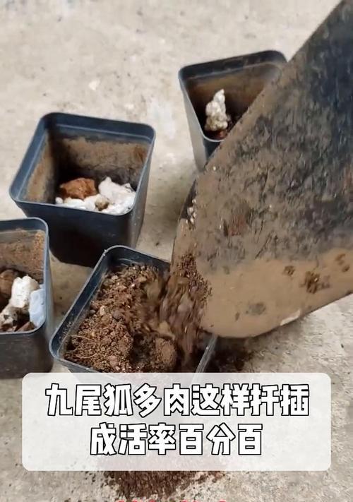 多肉植物扦插的正确步骤是什么？扦插后如何管理以提高成活率？