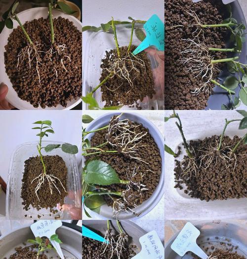 多肉植物扦插的正确步骤是什么？扦插后如何管理以提高成活率？