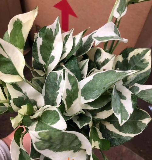 绿萝柱修剪的最佳时机是什么时候？