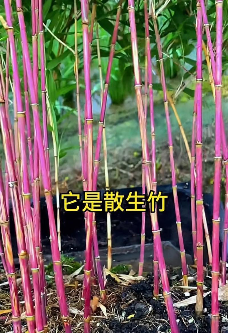 紫竹兰的用途是什么？它有哪些特别的功效？